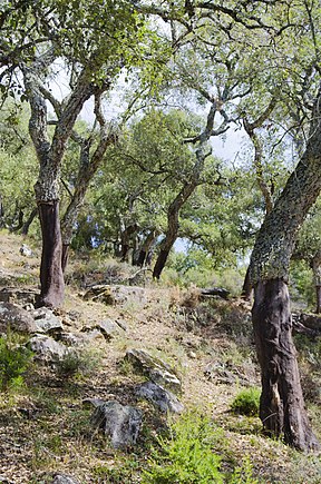 Geschälte Korkeichen Quercus suber nördlich des Castillo de Castellar