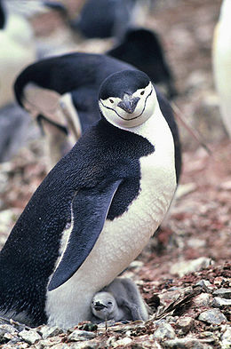 Állszíjas pingvin (Pygoscelis antarcticus)