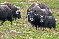 Muskox