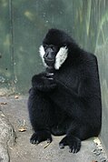 Black gibbon