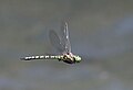 Male in flight