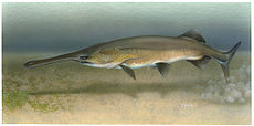 American Paddlefish, Polyodon spathula