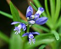 Polygala alpestris