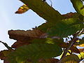 Sawtooth Oak (Quercus acutissima)