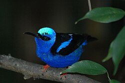 Red-legged honeycreeper, a widespread resident.