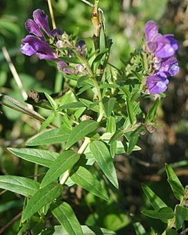 Scutellaria baicalensis