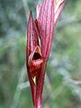 Serapias bergonii (Rhodos)