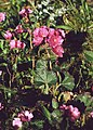 Sidalcea malviflora