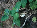 Eierpflanze (Solanum melongena)