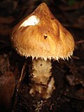 Squamanita umbonata