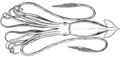 Squid (PSF).png