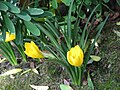 Sternbergia lutea