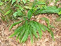 Blechnum spicant