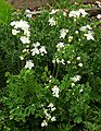 Thalictrum tuberosum