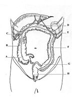 A – kątnica; B – wstępnica; C – zgięcie wątrobowe; D – poprzecznica; E – zgięcie śledzionowe; F – zstępnica; G – esica; H – odbytnica.