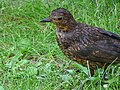 1 vogel braun ohne punkte