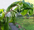 Corylus avellana ‘Contorta’