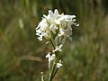 Weiße Blüte bei Hockenheim