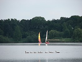 A lake with trees, sailing boats and geese