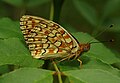 Mittlerer Perlmutterfalter (Argynnis niobe)