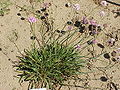 Armeria alliacea