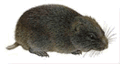 Southern bog lemming