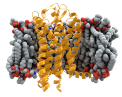 C-C-Chemokinrezeptor Typ5