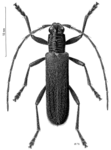 Oemona hirta