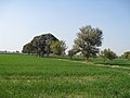 Fields near Chak 38/3-R