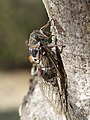 Cicada orni, side view