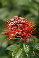 Combretum constrictum