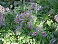 Corydalis solida