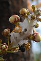 Couroupita guianensis