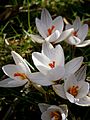 Crocus biflorus close-up