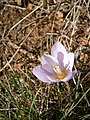 Crocus kotschyanus close-up