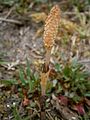 Equisetum arvense fertile stem