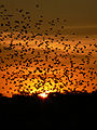 Sunset at Etosha National Park