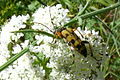 Gefleckter Schmalbock (Rutpela maculata) ?