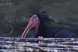 Heremietibis met gesloten oog aan de Bodensee