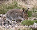 Dağ tavşanı, Lepus timidus