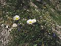 Leucanthemum atratum