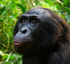 Αρσενικός Μπονόμπο