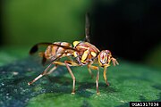 Melon_fly_Bactrocera_cucurbitae