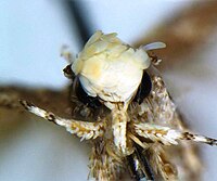 Kopf von Neopalpa donaldtrumpi