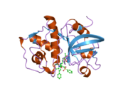 2fye: Mutant Human Cathepsin S with irreversible inhibitor CRA-14013