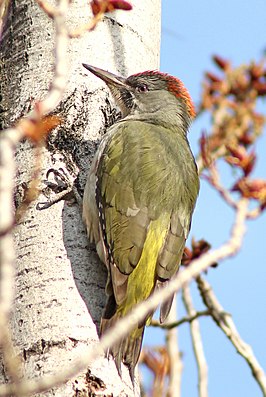 Iberische groene specht