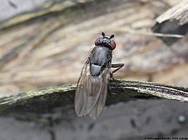 Pseudocollinella humida