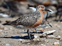 Sarki partfutó (Calidris canutus)