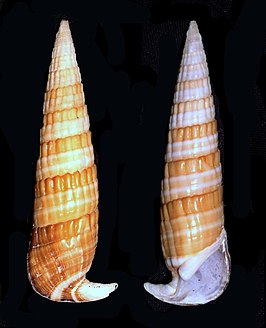 Rhinoclavis fasciata