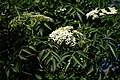 Kanadischer Holunder (Sambucus canadensis)